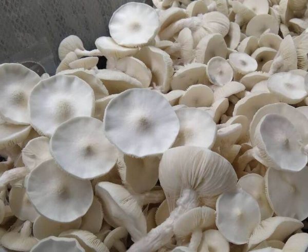 Avery Albino - 1200cc - Afbeelding 2