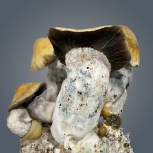 Penis Envy Gigantus