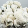 Albino Penis Envy 6 - Afbeelding 2