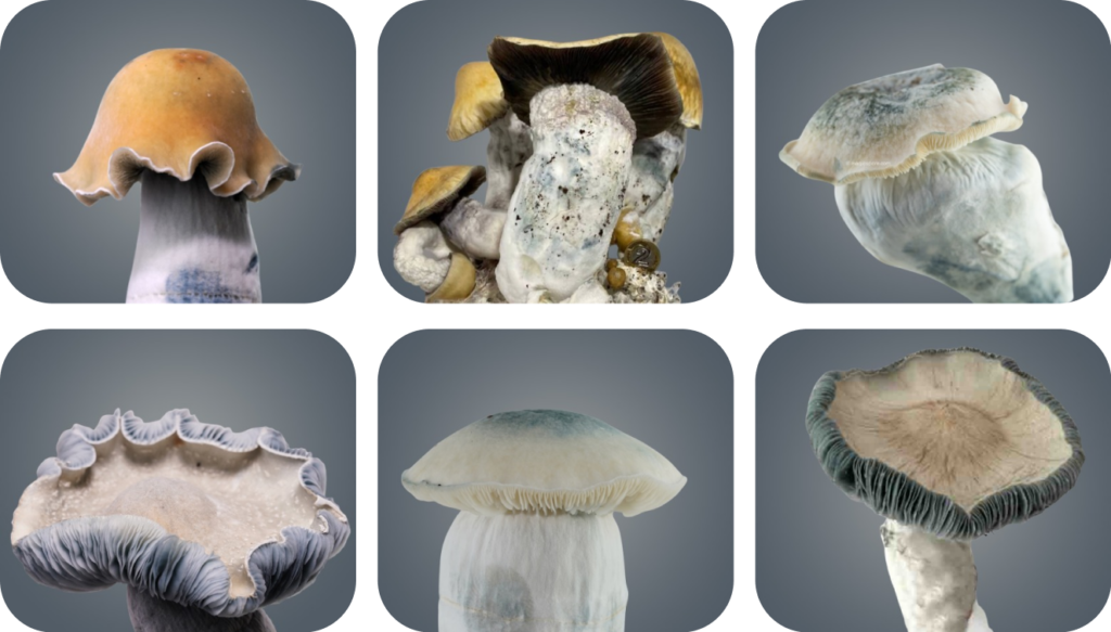 Image shows strains that people can buy at royale flush