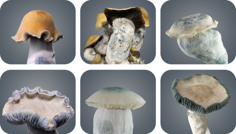 Image shows strains that people can buy at royale flush